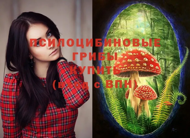 купить  цена  Шелехов  Галлюциногенные грибы Psilocybine cubensis 